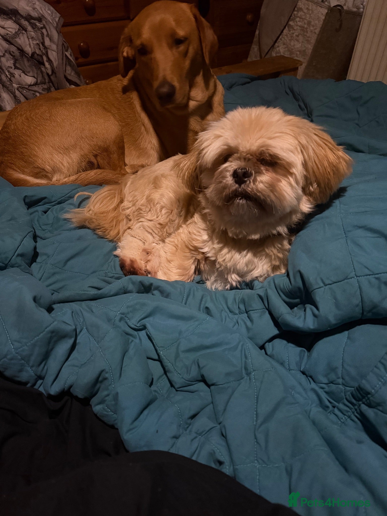 Lhasa Apso dogs Lhasa Apso. Meet rosie - Advert 1