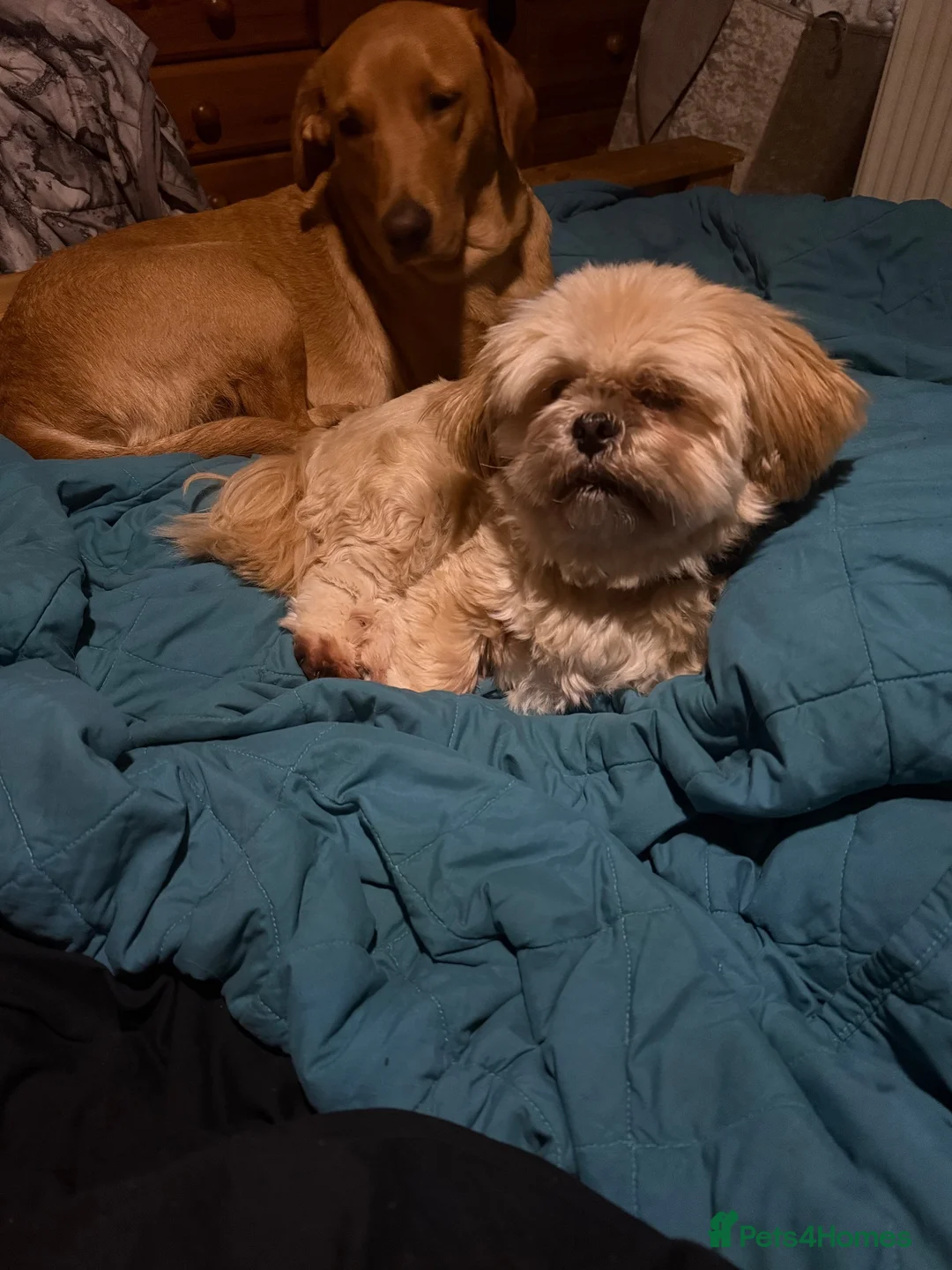 Lhasa Apso dogs for sale: Lhasa Apso. Meet rosie - Advert 1