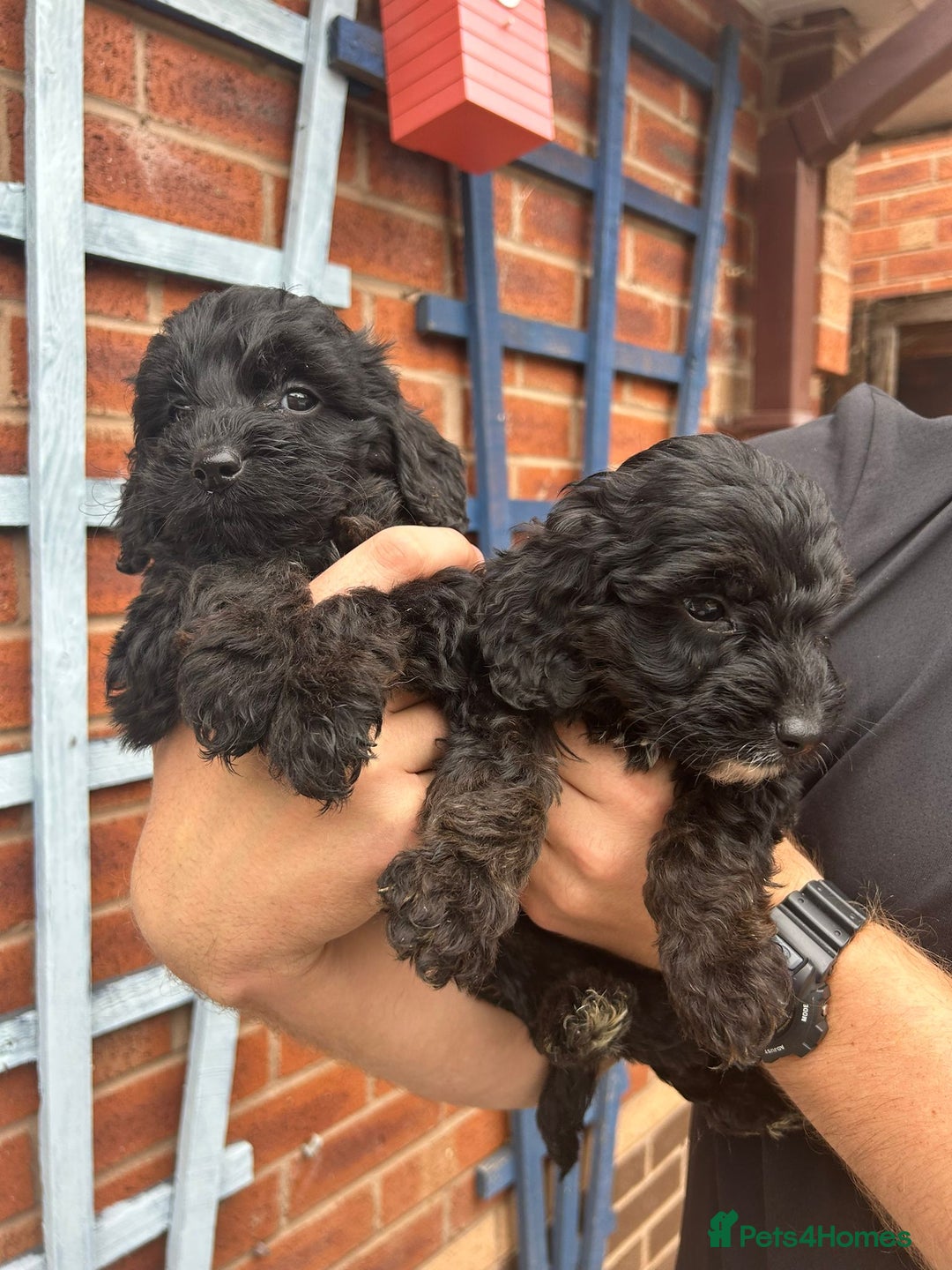 Cockapoo dogs for sale: Cockapoo Puppies (TOY) - Image 24