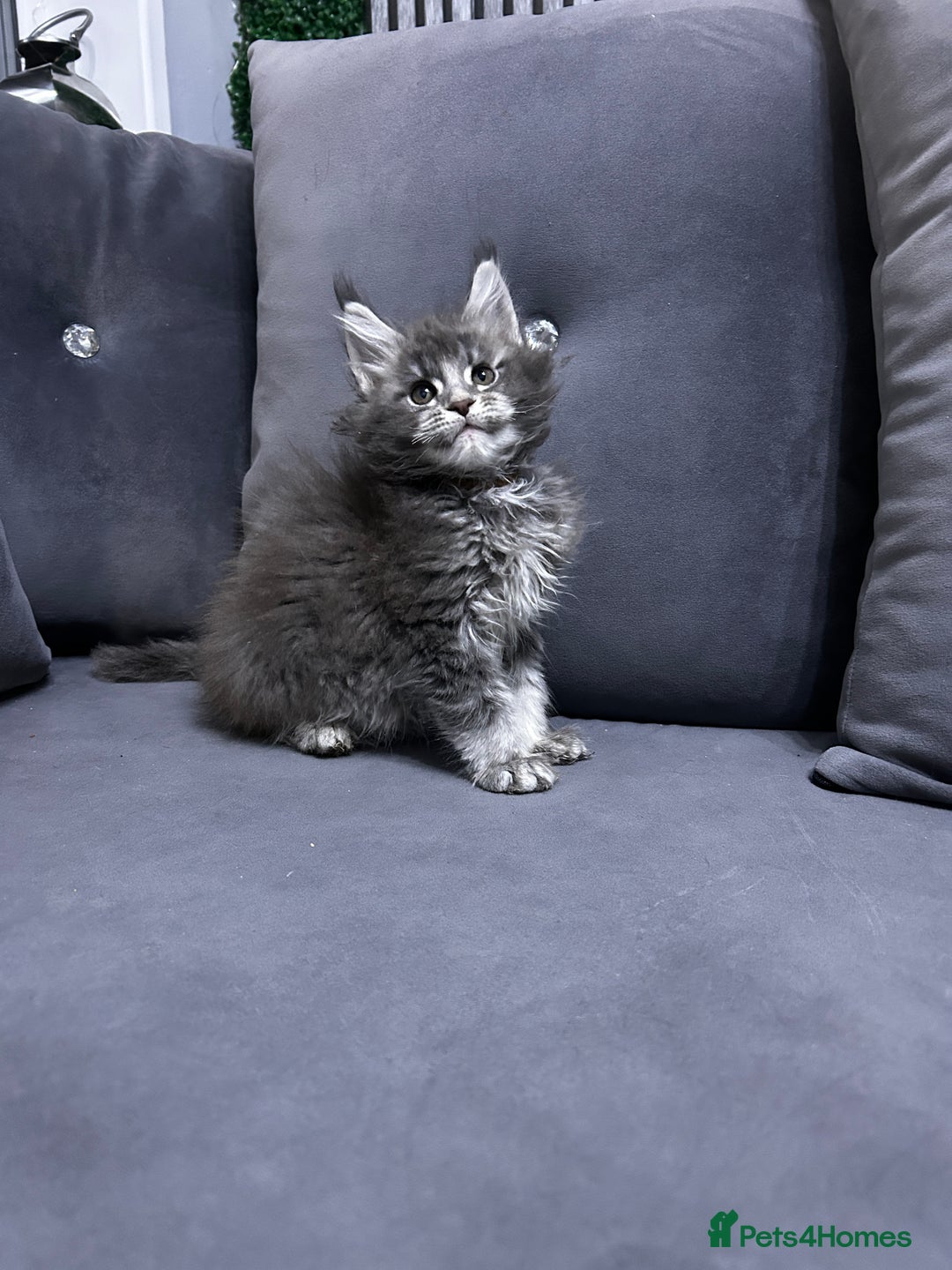 Maine Coon cats for sale: Maine Coon - Advert 1