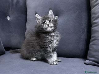 Maine Coon cats Maine Coon - Advert 11