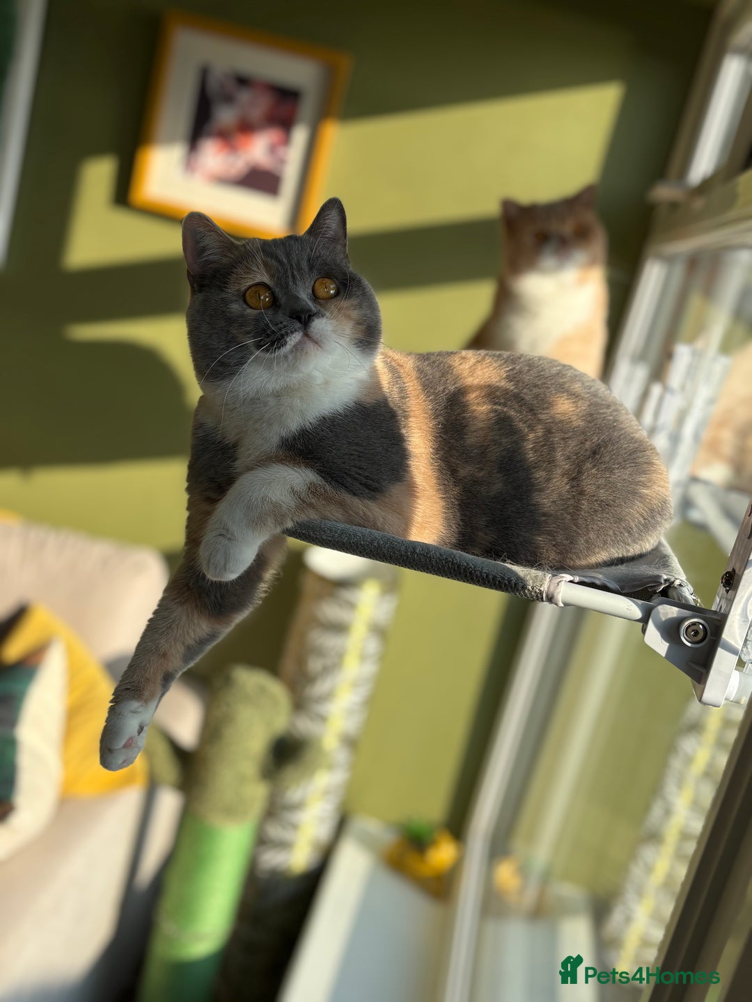 British Shorthair cats for sale: Solid Gccf lilac boy  - Image 5