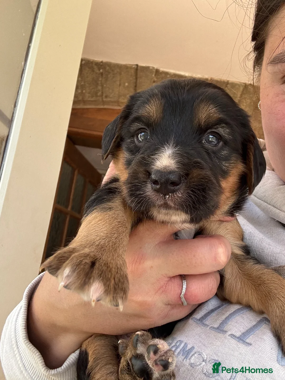 Mixed Breed dogs for sale: Sprollie puppies  - Advert 2