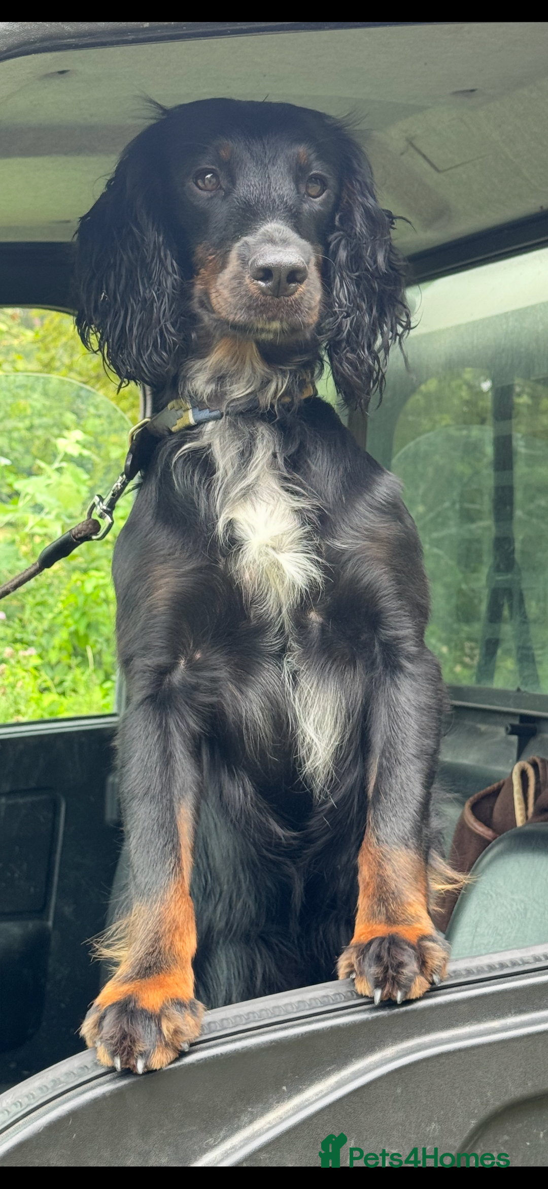 Cocker Spaniel dogs for sale: Working Cocker Spaniel Puppies - Advert 22