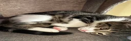 Domestic Shorthair cats for sale: Beautiful Tabby Girl Seeking Her Forever Home 🐾 - Advert 22