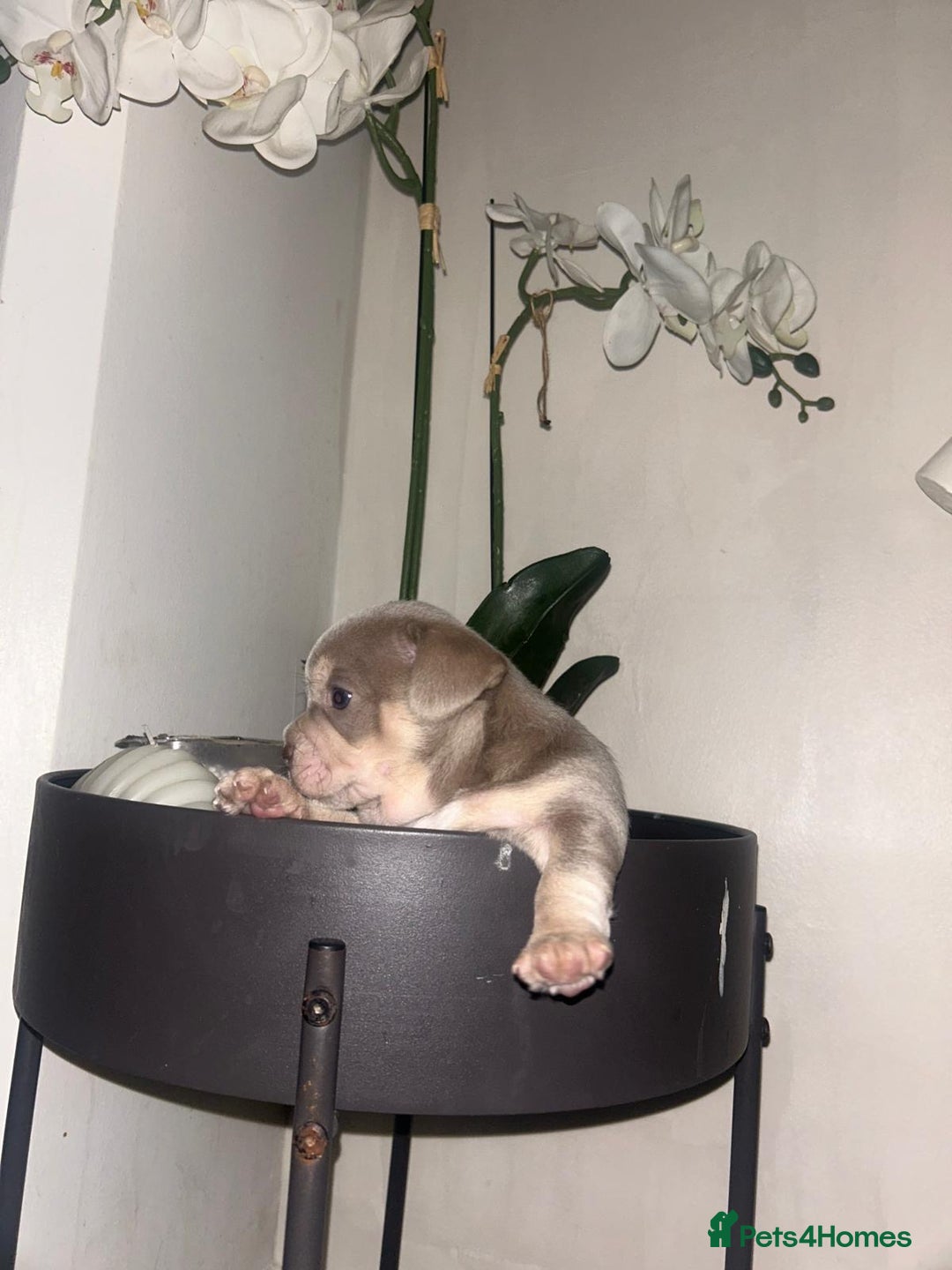 Mixed Breed dogs for sale: Beautiful French Bulldog x Chihuahua Puppies  - Advert 4