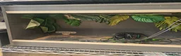 Bearded Dragon reptiles for sale: Orange Beardy & Vivarium 🧡Bearded Dragon/Vivarium - Advert 16
