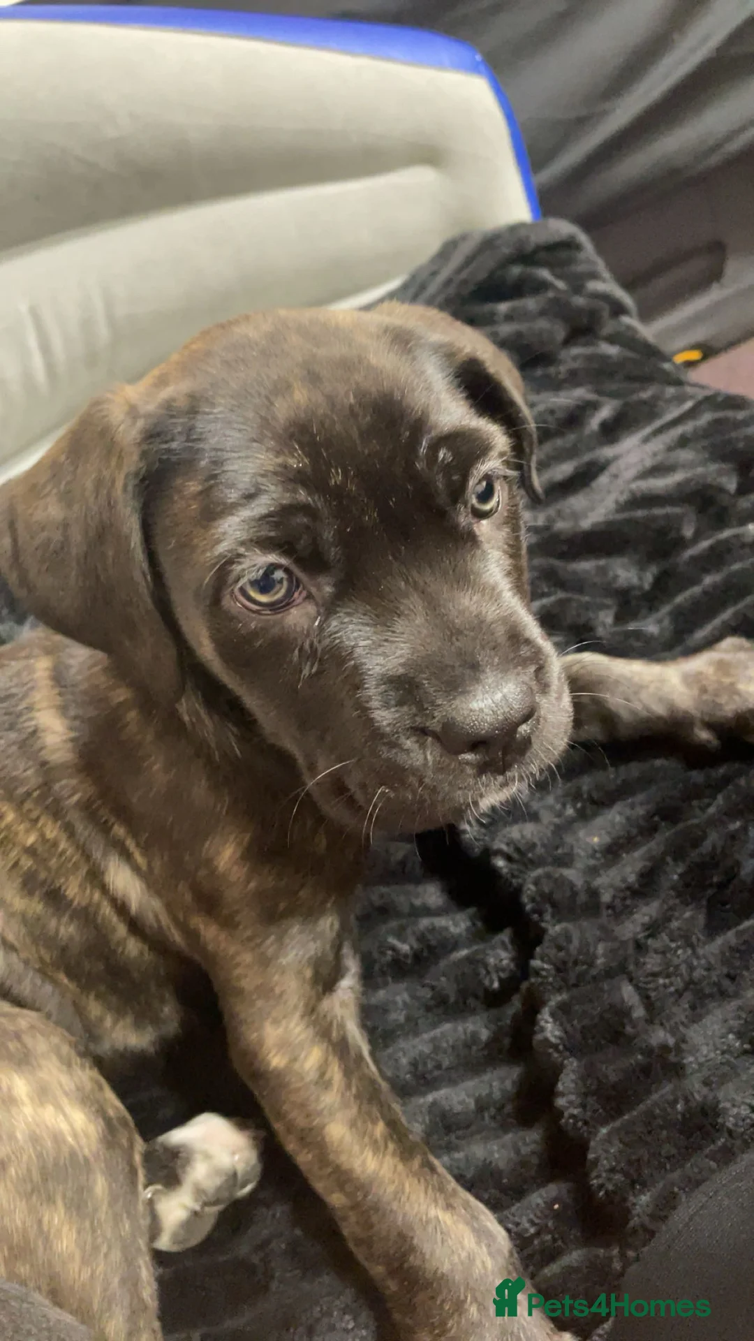 Mixed Breed dogs for sale: Angel the cane canario in Buckingham - Advert 4