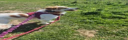 Mixed Breed dogs for adoption: SARA! - Advert 10