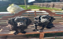Cocker Spaniel dogs for sale: Super strong Kc registered working cocker spaniel  - Image 6