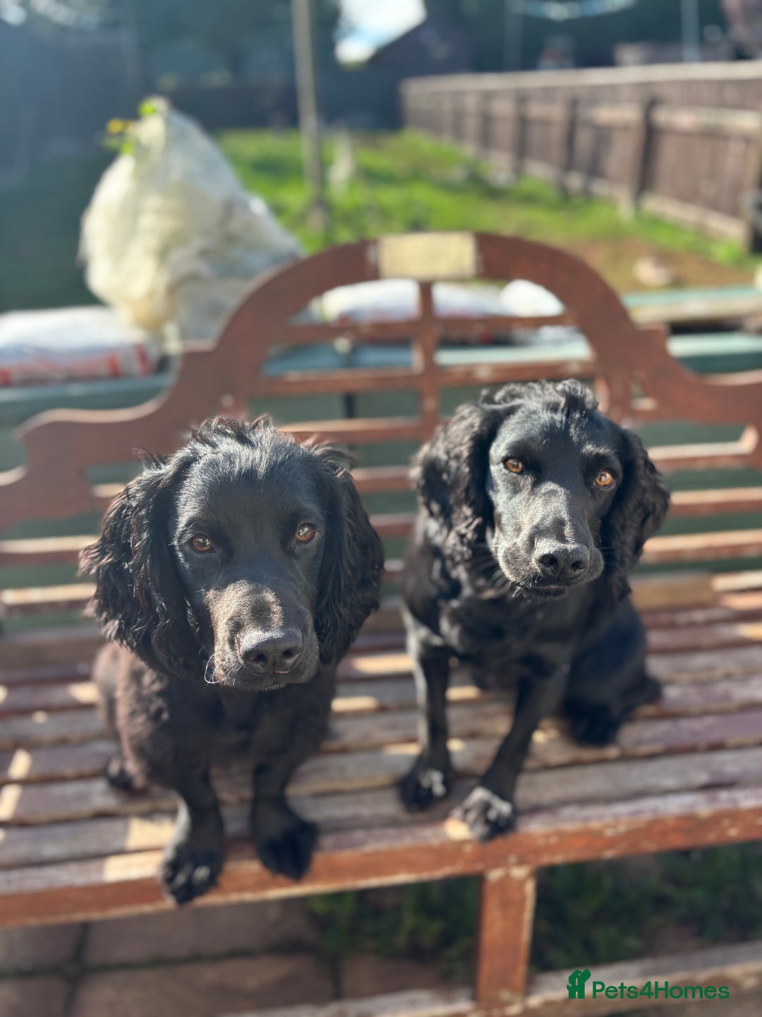 Cocker Spaniel dogs for sale: Super strong Kc registered working cocker spaniel  - Image 6