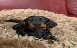 Dachshund dogs for sale: Smooth hair Dachshund puppies  - Image 10