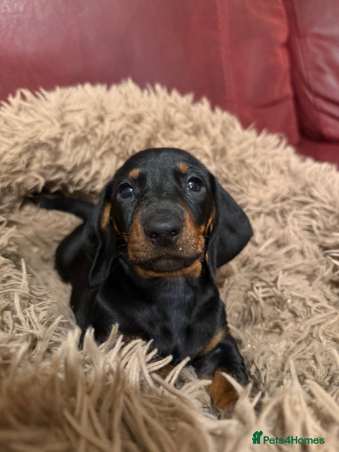 Dachshund dogs for sale: Smooth hair Dachshund puppies  - Image 10
