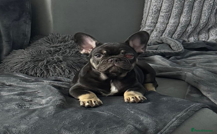 French Bulldog dogs KC Blue French Bulldogs READY TO LEAVE - Advert 6