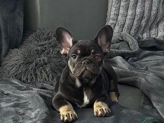 French Bulldog dogs KC Blue French Bulldogs READY TO LEAVE - Advert 11