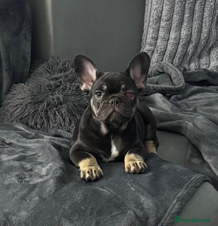 French Bulldog dogs KC Blue French Bulldogs READY TO LEAVE - Advert 6