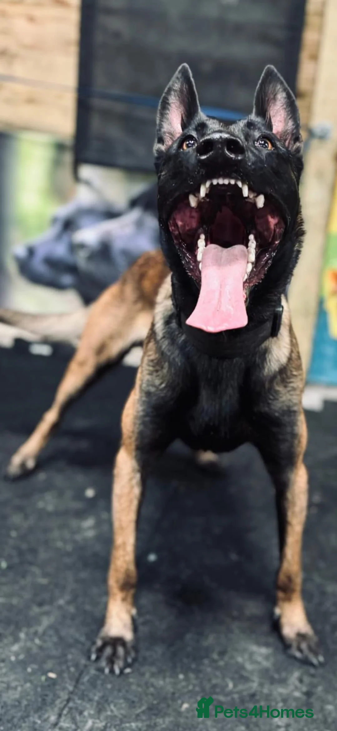 Belgian Shepherd Dog dogs for sale: Belgian Malinois Puppies  - Advert 2