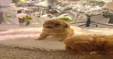 Poochon dogs - Advert 6