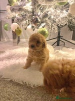 Poochon dogs 🐶🐾 4 STUNNING POOCHON PUPS 🐾🐶 - Advert 6