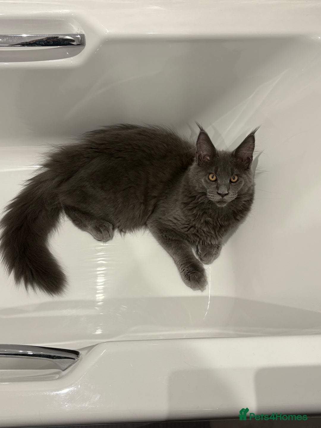 Maine Coon cats for sale: Maine coon - Image 3