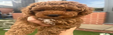 Labradoodle 4