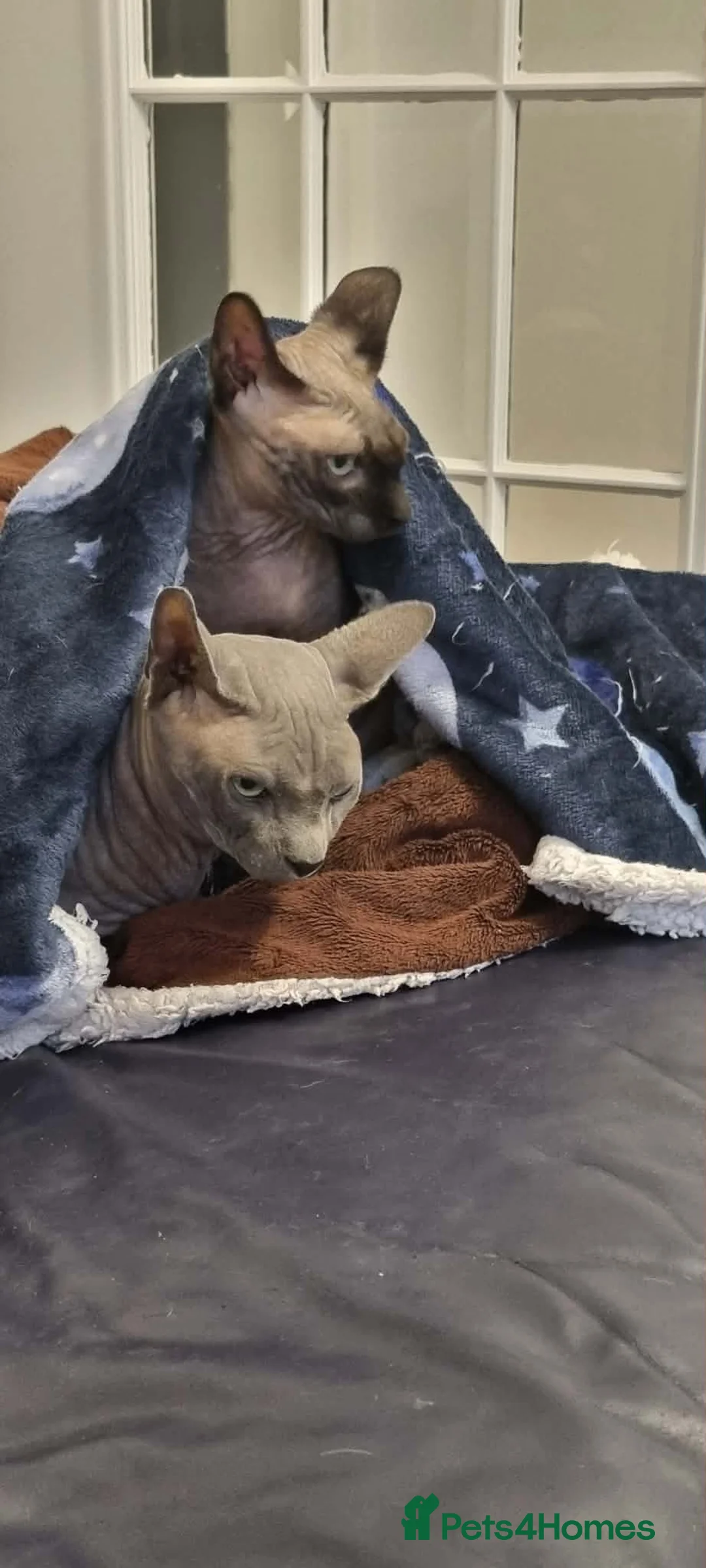 Sphynx cats for sale: Canadian Sphynx kittens - Advert 2