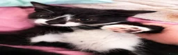 British Shorthair cats for sale: Fluffy loving beautiful markings Kittie's  in Telford - Advert 5