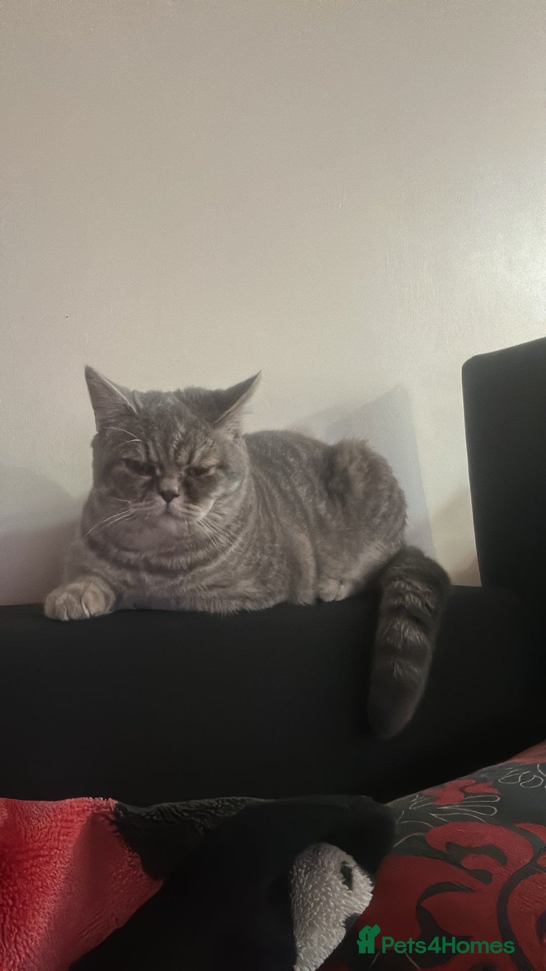 Mixed Breed cats for sale: Half British shorthair  - Advert 2