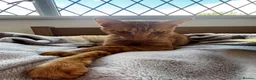 Arabian Mau cats for sale: Albert looking for quite indoor home  in Hayes - Advert 2