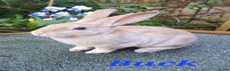 Rex rabbits for sale: Gorgeous mini rex babies  - Advert 2