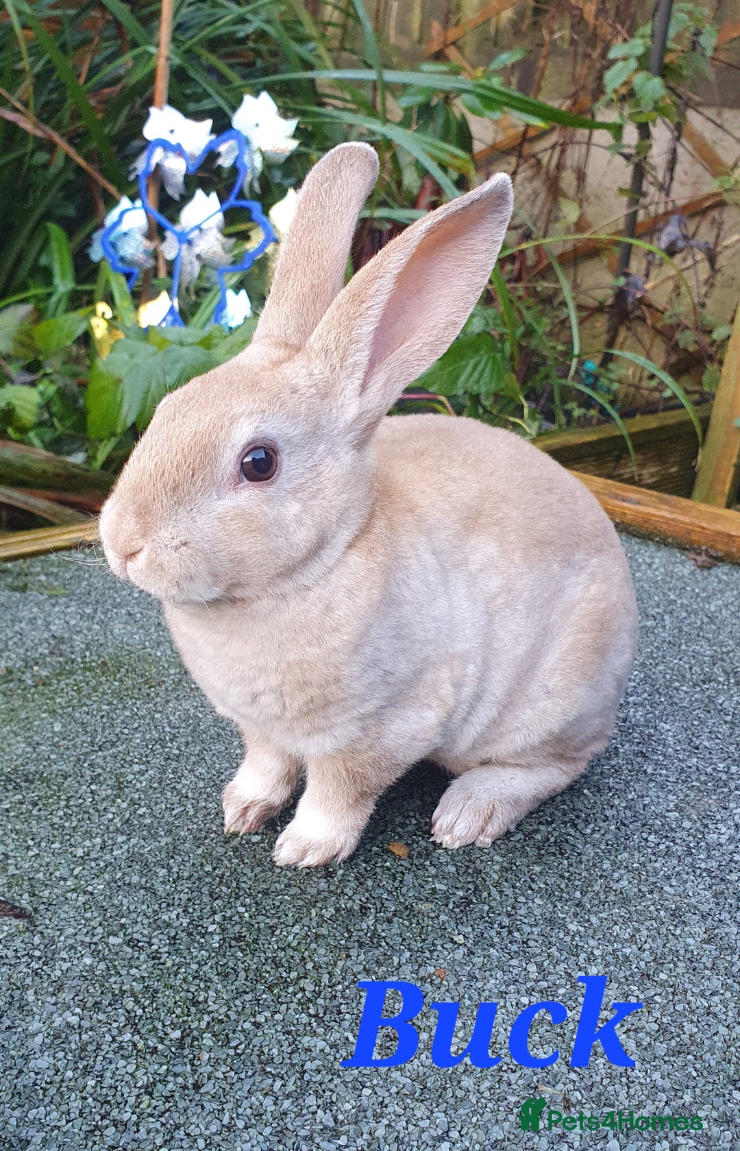 Rex rabbits for sale: Gorgeous mini rex babies  - Advert 2