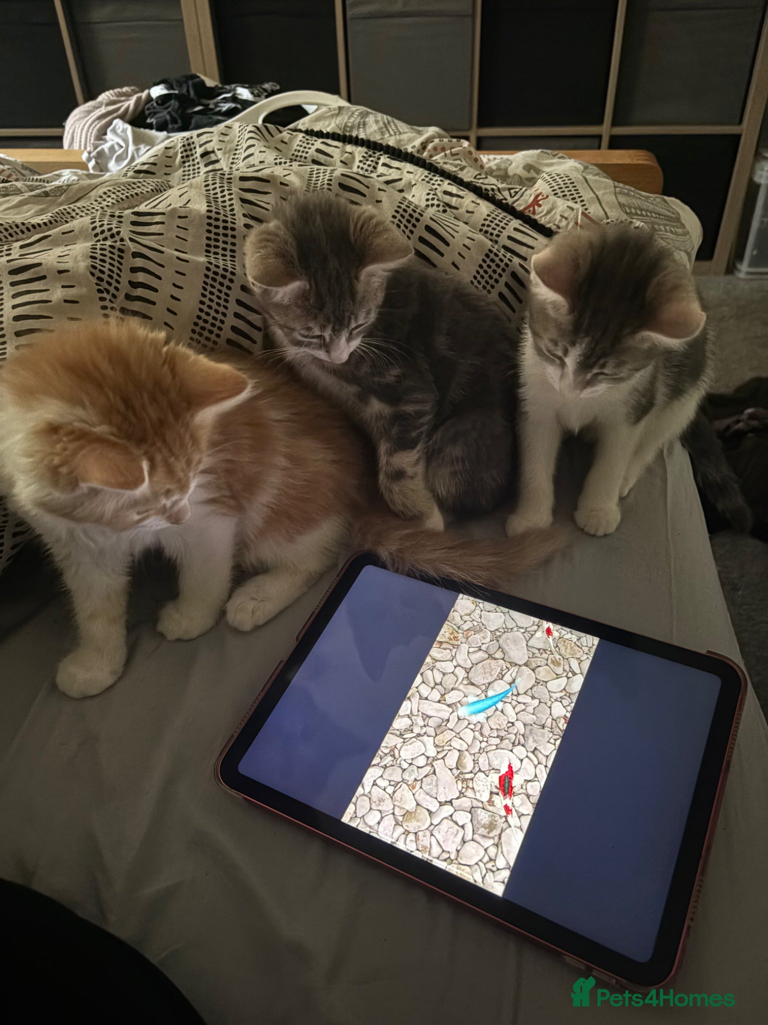 Domestic Shorthair cats Gorgeous kittens for sale - Advert 1