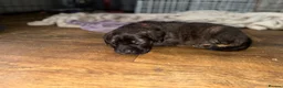 Mixed Breed dogs for sale: ❣️READY NEXT WEEK❣️Cane Corso cross ❣️ - Advert 25