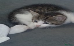 Mixed Breed cats for sale: Kittens looking for new homes - Image 2