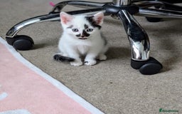 Mixed Breed cats for sale: Beautiful healthy kittens 😍😍 - Image 10