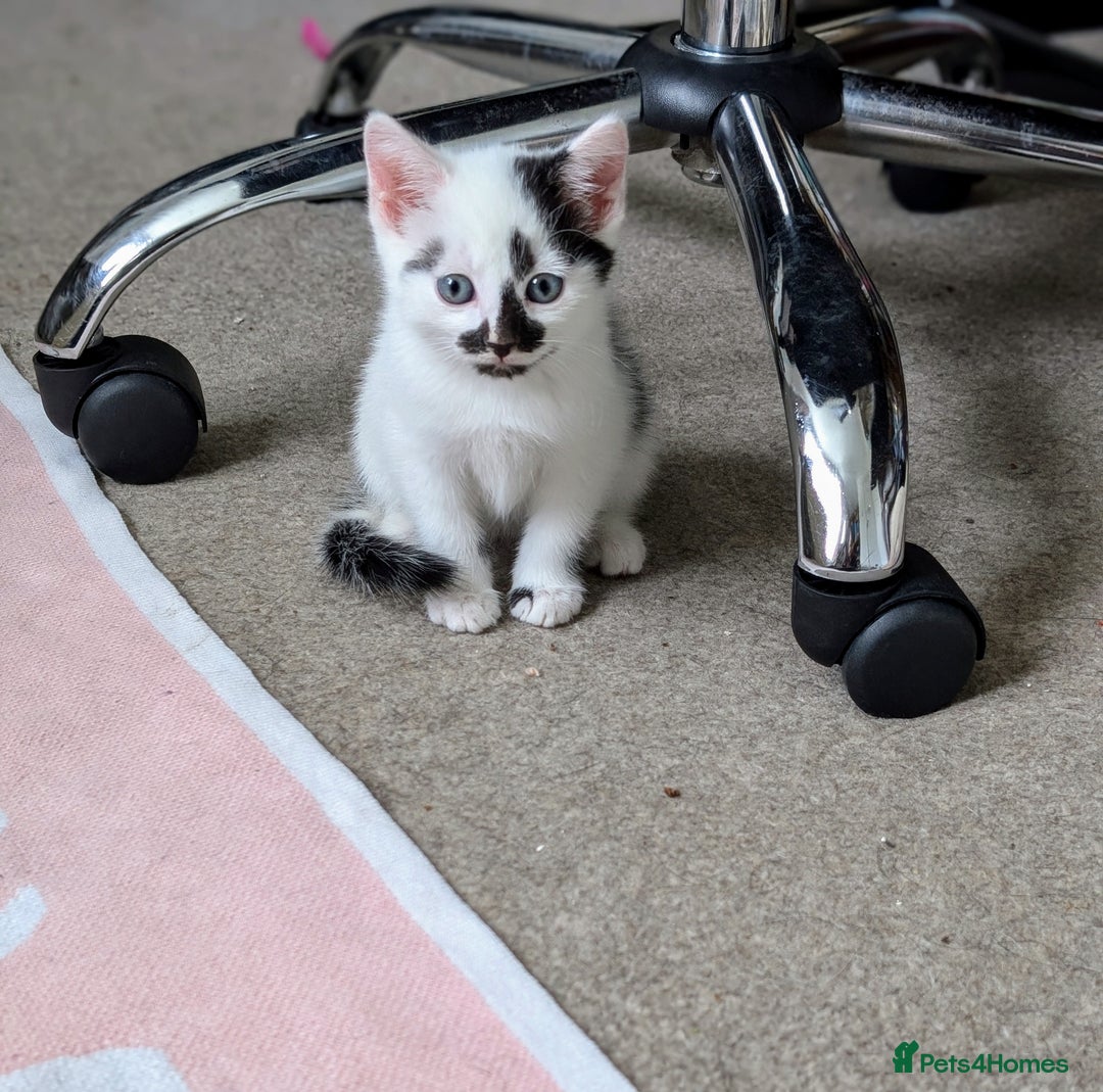 Mixed Breed cats for sale: Beautiful healthy kittens 😍😍 - Image 10