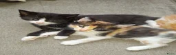 Mixed Breed cats for sale: Kittens  in Wolverhampton - Advert 6