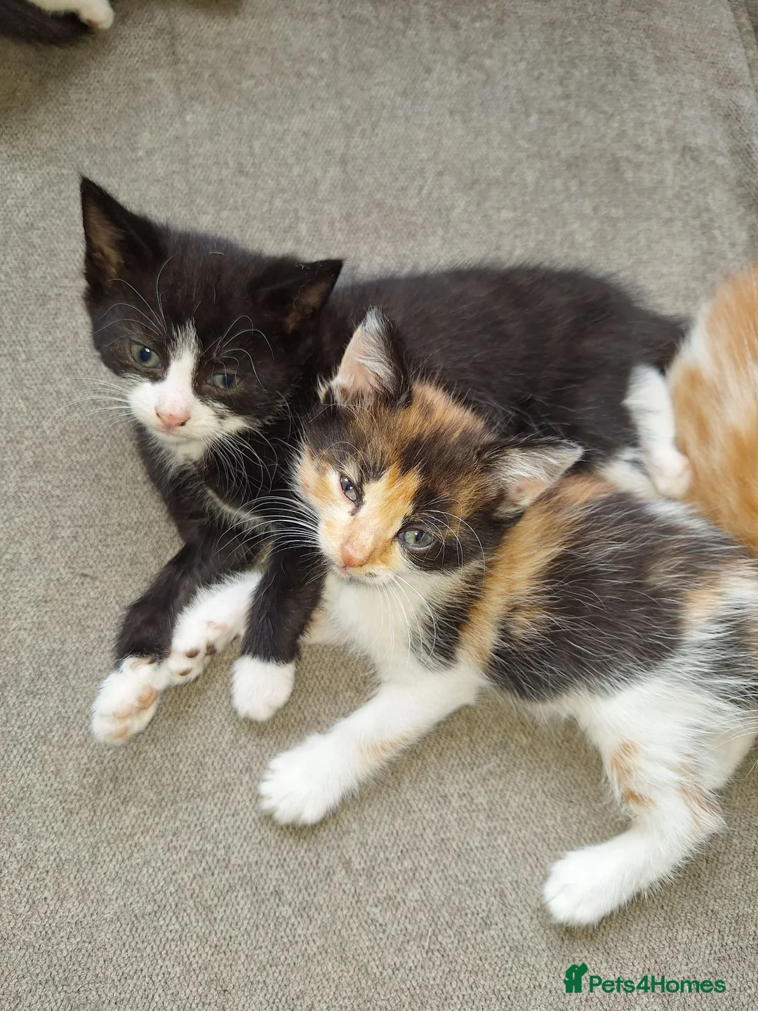 Mixed Breed cats for sale: Kittens  in Wolverhampton - Advert 6