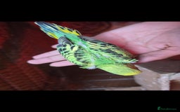 Budgerigars birds for sale: Tame baby budgies  - Image 6