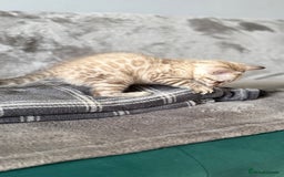 Bengal cats for sale: Bengal kittens - Image 2