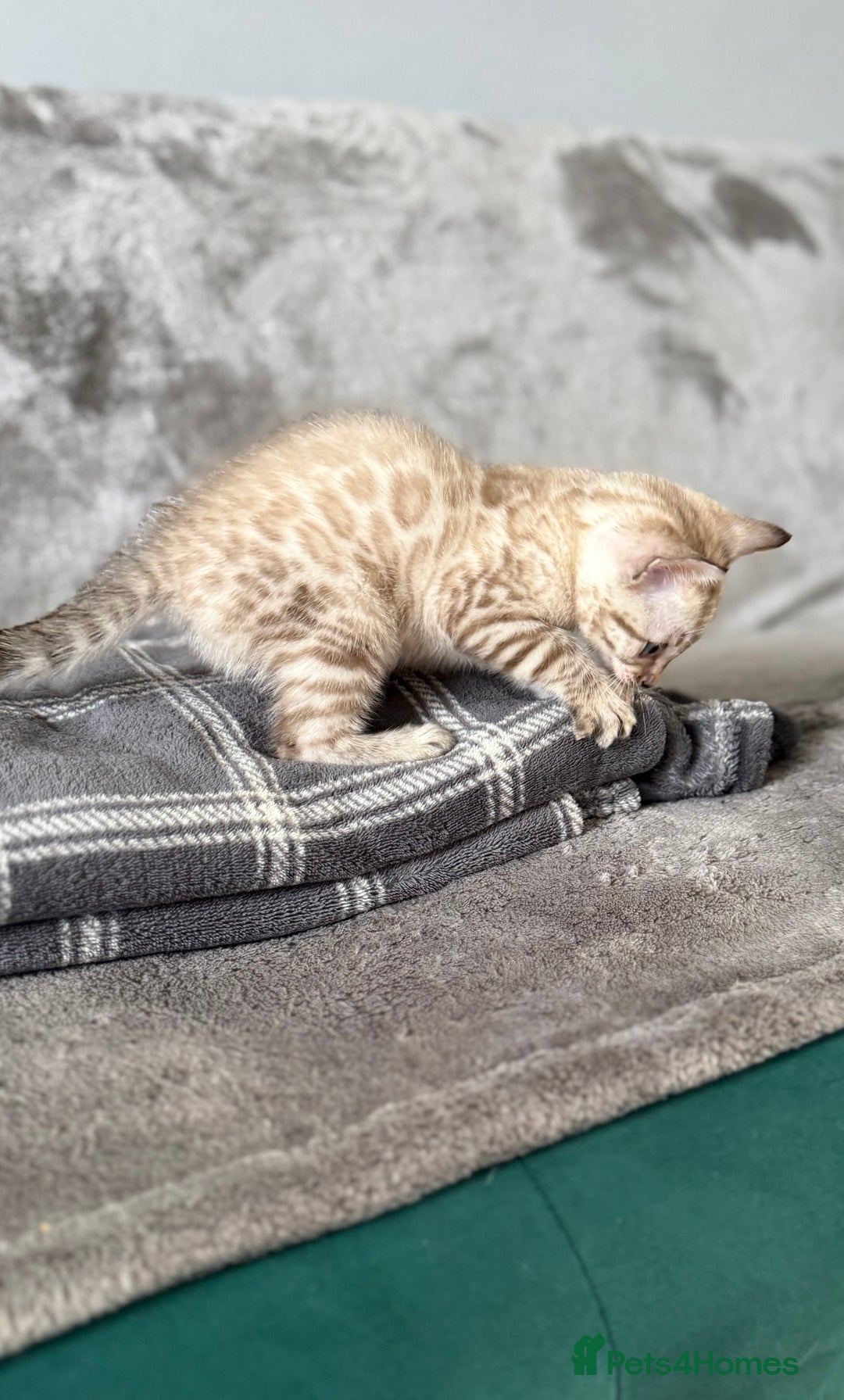 Bengal cats for sale: Bengal kittens - Image 2