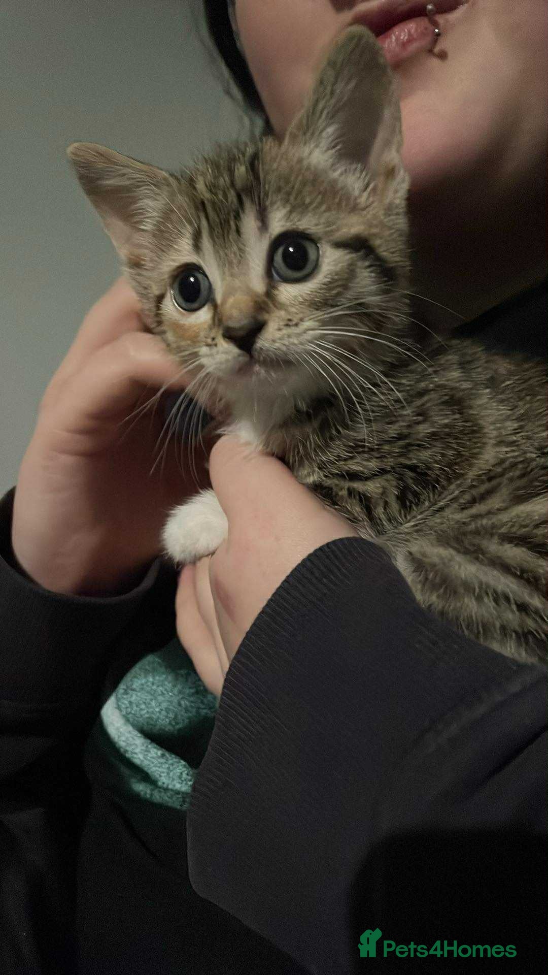 Mixed Breed cats for sale: Mixed breed 7 week old kitten  - Image 2