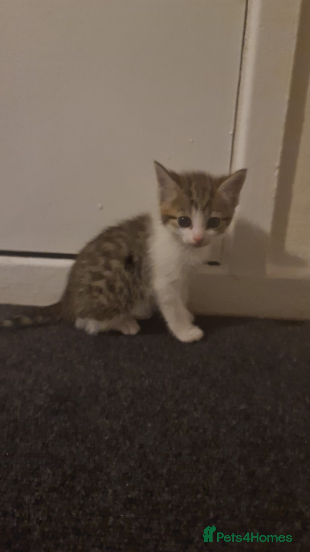 British Shorthair cats British shorthair  - Advert 2