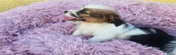 Mixed Breed dogs for sale: Jack-shih puppies - Advert 8