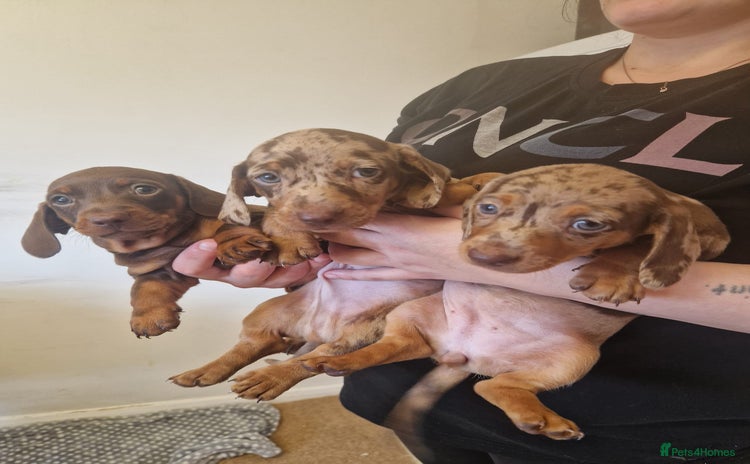 Miniature Dachshund dogs - Advert 13