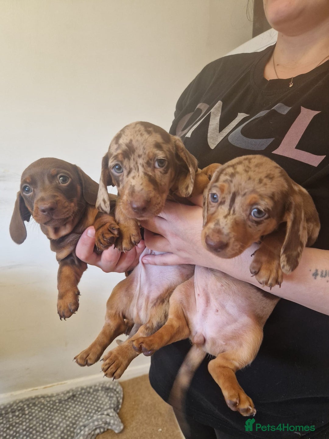 Miniature Dachshund dogs for sale: Chocolate Isabelle dapple miniature dachshund - Image 1