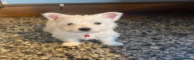 West Highland Terrier 4