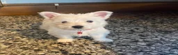 West Highland Terrier dogs for sale: Beautiful Westie puppies for sale  - Advert 9