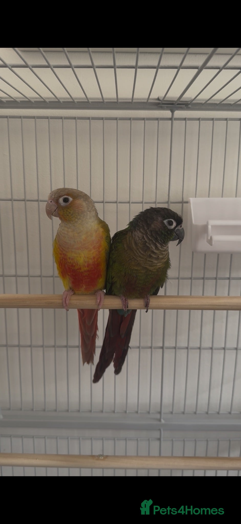 Conures birds 2 STUNNING 9 WEEK OLD CONURES - Advert 15