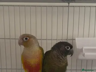 Conures birds 2 STUNNING 9 WEEK OLD CONURES - Advert 15